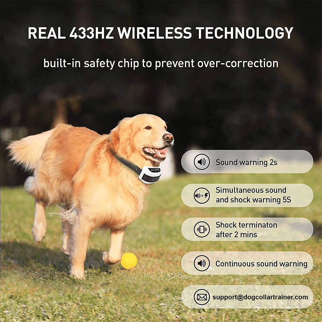 large dog wearing wireless dog fence collar with invisible containment boundaries playing in his yard safely